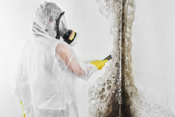 Best Certified Mold Removal  in Ortonville, MN