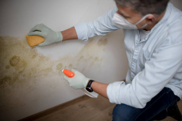 Home Mold Removal in Ortonville, MN