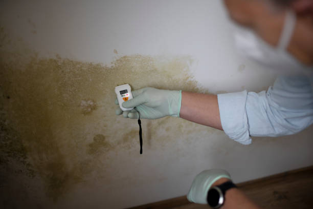 Best Black Mold Removal  in Ortonville, MN