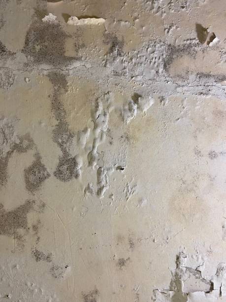 Best Commercial Mold Removal  in Ortonville, MN