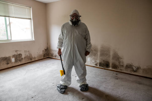 Best Attic Mold Removal  in Ortonville, MN